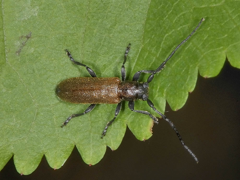 Anaesthetis testacea (Cerambycidae)